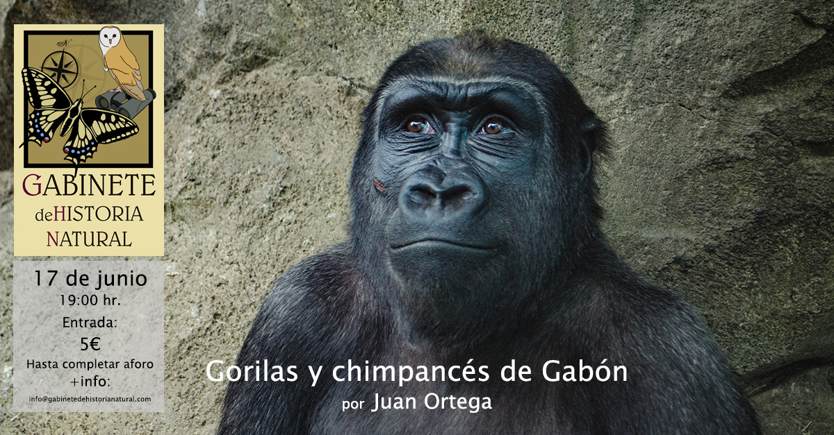 chimp_gabon